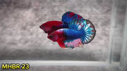 Hellboy Plakat Male Betta Fish | Order Directly From Farm | You Pick Fish