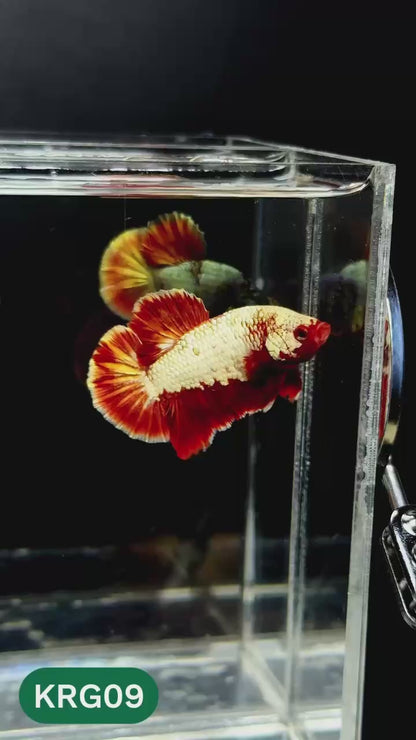 Koi Red Gold Galaxy Plakat Male Betta Fish | You Pick Fish