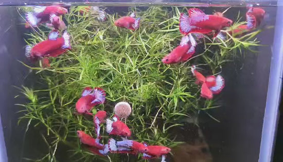 Fancy Red Start Female Betta Fish Sorority