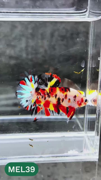Metallic Plakat Betta Fish | You Pick Betta | Exotic Fish