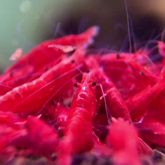 Fire Red Neocaridina Shrimp