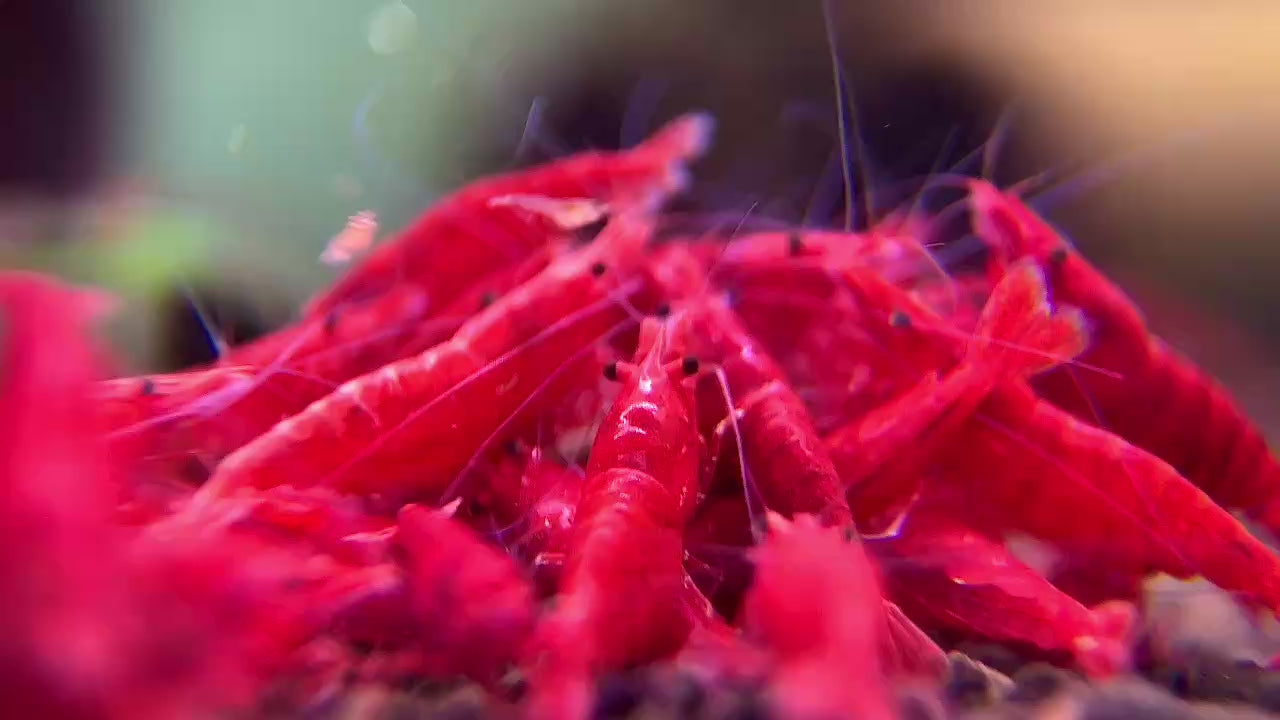 Fire Red Neocaridina Shrimp