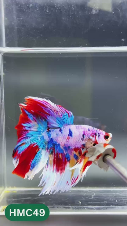 Multicolor Halfmoon Male Betta Fish | High Grade | Order Directly From Farm |  You Pick Fish