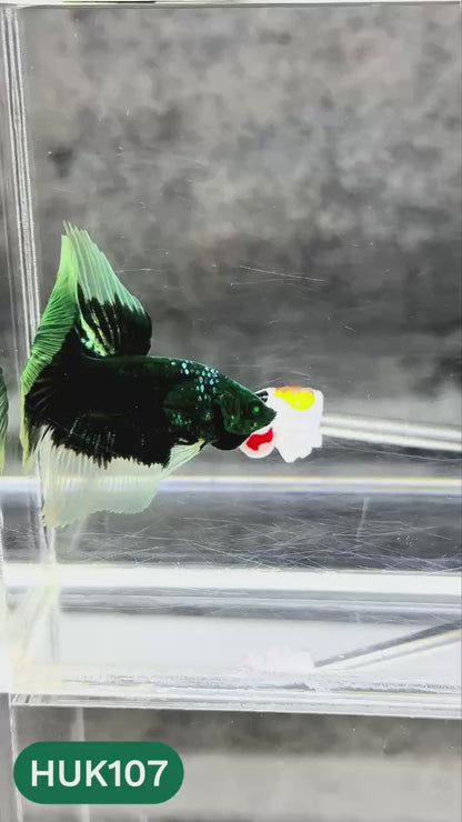 Black Hulk Halfmoon Male Betta Fish | You Pick Fish
