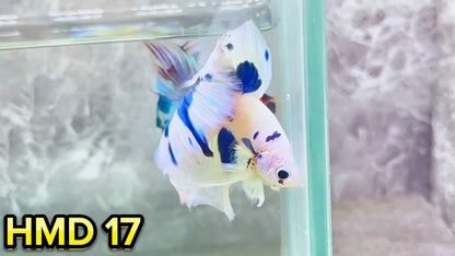 Blue Marble Dot Halfmoon Male Betta Fish | Order Directly From Farm | You Pick Fish