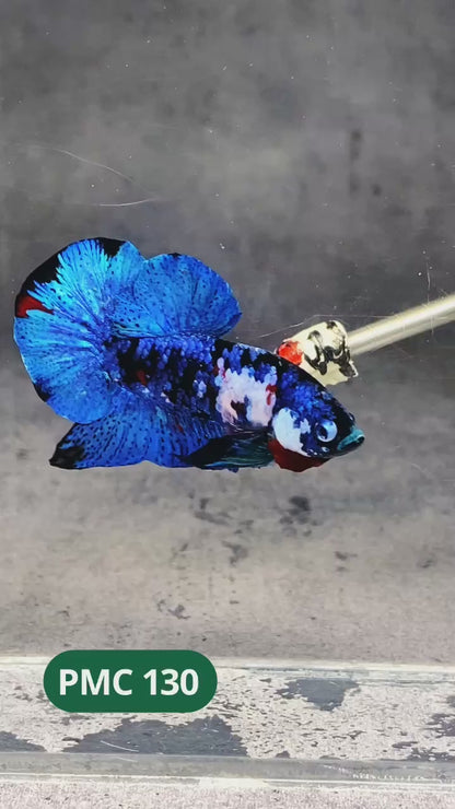 Multicolor Plakat Male Betta Fish |Show Grade|  You Pick Fish