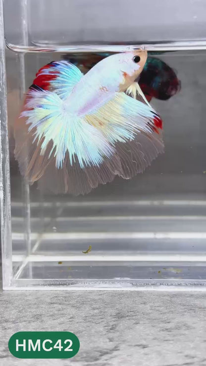 Multicolor Halfmoon Male Betta Fish | High Grade | Order Directly From Farm |  You Pick Fish |