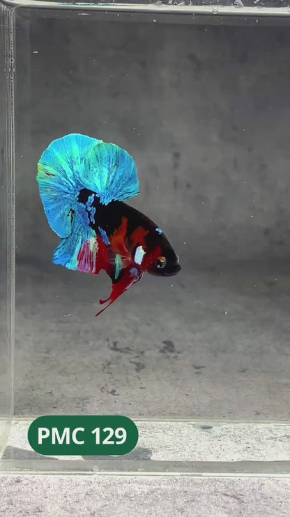 Multicolor Plakat Male Betta Fish |Show Grade|  You Pick Fish