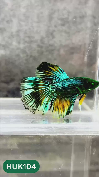 Black Hulk Halfmoon Male Betta Fish | You Pick Fish