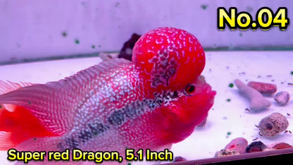 Super Red Dragon Flowerhorn Cichlid | High Grade | You Pick Fish