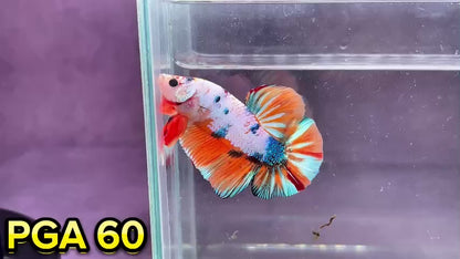 King Giant Plakat Male Betta Fish | You Pick Fish | High Grade