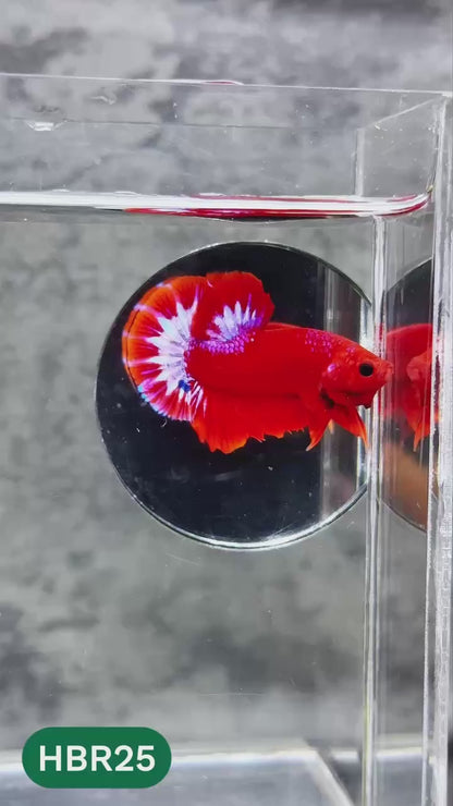Hellboy Plakat Male Betta Fish | Order Directly From Farm | You Pick Fish