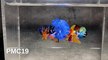 Multicolor Plakat Male Betta Fish |Show Grade|  You Pick Fish