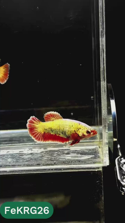 Koi Red Gold Female Betta Fish | You Pick Fish | High Grade