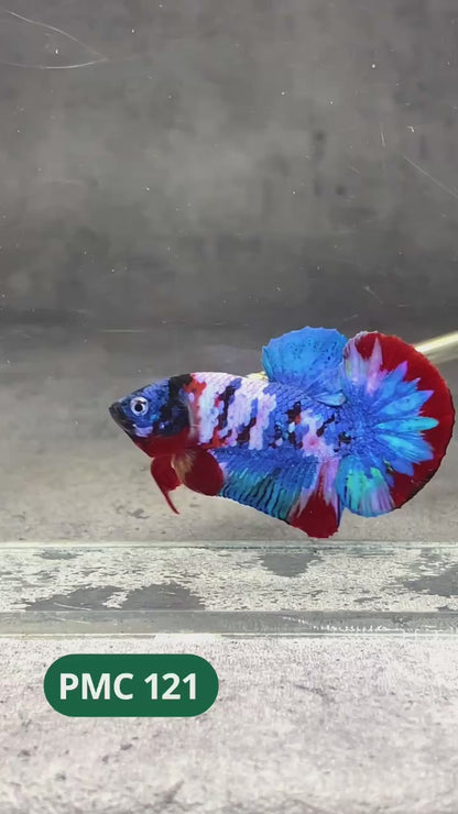 Multicolor Plakat Male Betta Fish |Show Grade|  You Pick Fish