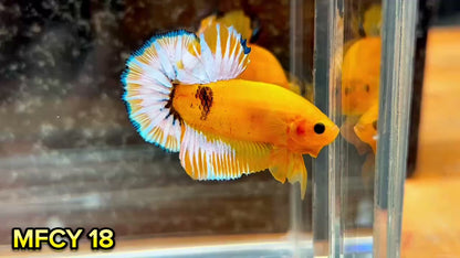 Yellow Fancy Male Betta Fish | Order Directly From Farm | You Pick Fish