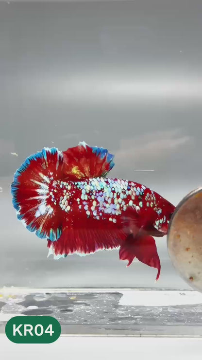 Golden Star Dust Galaxy Plakat Male Betta Fish | Super Rare | You Pick Fish