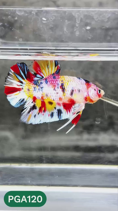 King Giant Plakat Male Betta Fish | You Pick Fish | High Grade