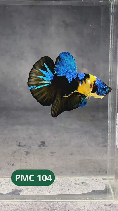 Koi Yellow Plakat Male Betta Fish | Show Grade | You Pick Fish