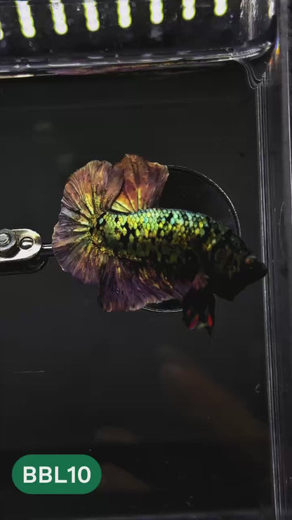 Black Panther Plakat Male Betta Fish | You Pick Fish | Rare Betta