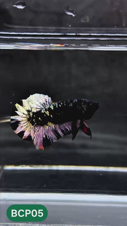 Black Panther Plakat Male Betta Fish | You Pick Fish | Rare Betta