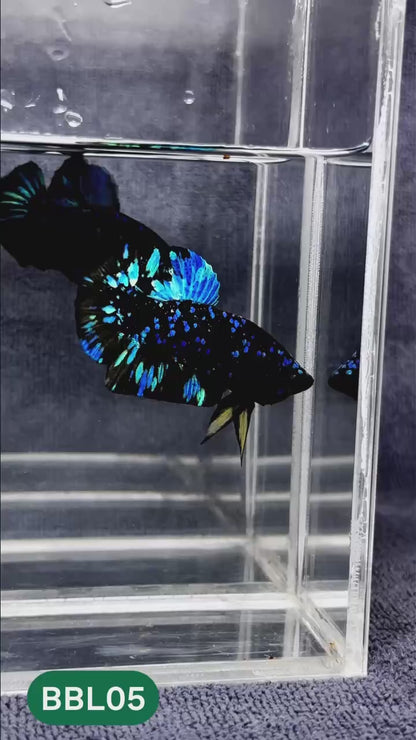 Black Star Nebula Plakat Male Betta | You Pick Betta | High Grade