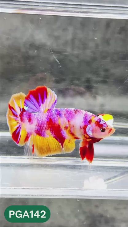 King Giant Plakat Male Betta Fish | You Pick Fish | High Grade