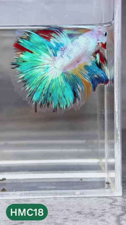 Multicolor Halfmoon Male Betta Fish | High Grade | Order Directly From Farm |  You Pick Fish |