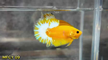 Yellow Fancy Male Betta Fish | Order Directly From Farm | You Pick Fish
