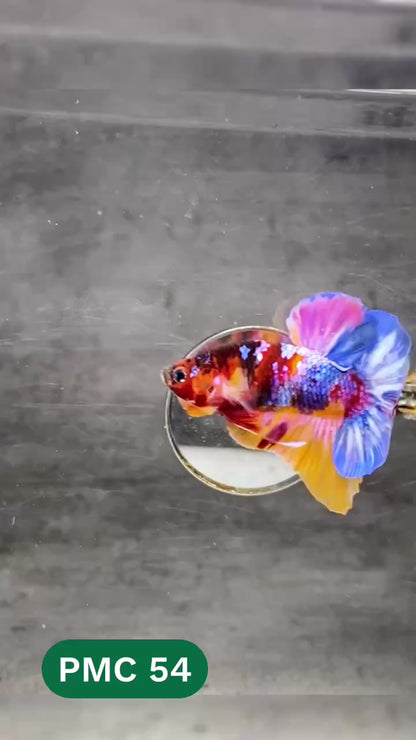 Multicolor Plakat Male Betta Fish |Show Grade|  You Pick Fish