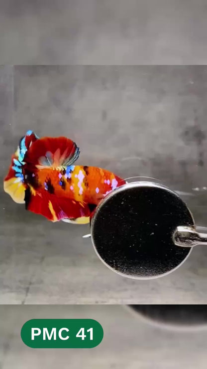 Multicolor Plakat Male Betta Fish |Show Grade|  You Pick Fish