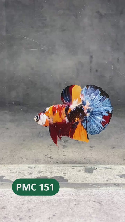 Multicolor Plakat Male Betta Fish |Show Grade|  You Pick Fish