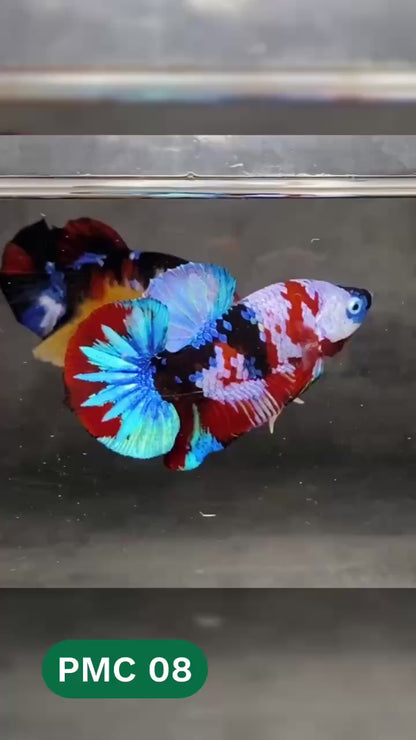 Multicolor Plakat Male Betta Fish |Show Grade|  You Pick Fish