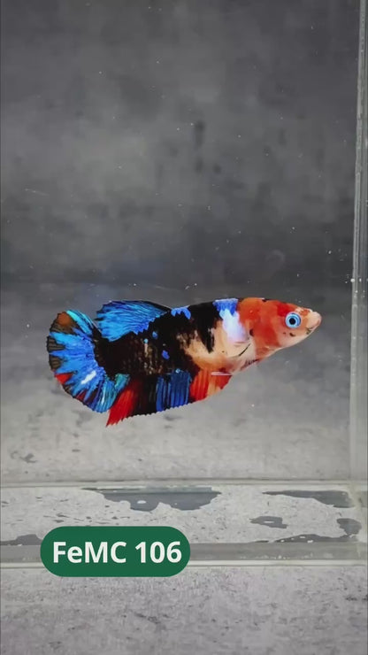 Multicolor Female Betta Fish | You Pick Fish | High Grade