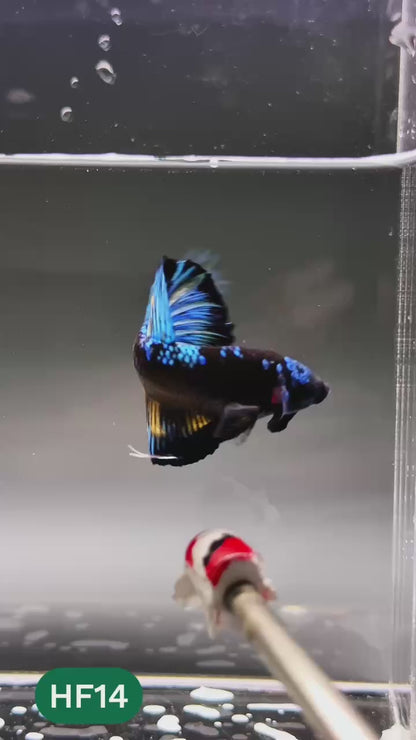 Dark Flame Hellfire Plakat Male Betta Fish | You Pick Fish | Exotic Betta