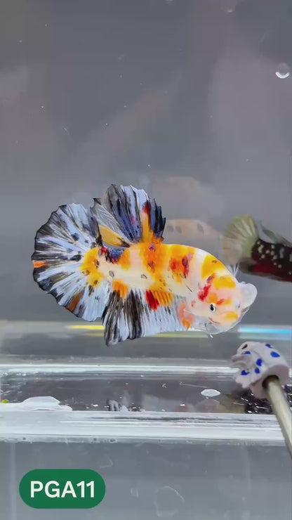 King Giant Plakat Male Betta Fish | You Pick Fish | High Grade