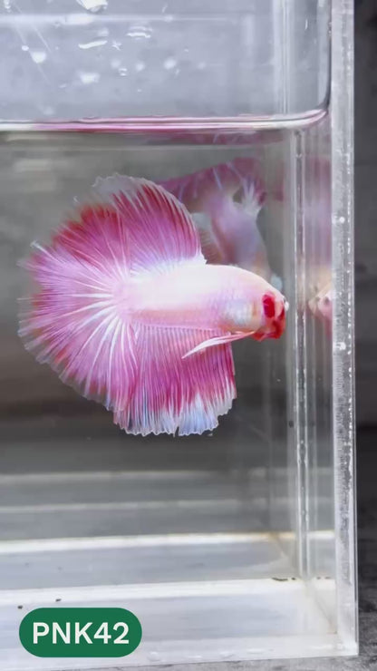 Pink Halfmoon Male Betta Fish | You Pick Fish | Order Directly From Farm