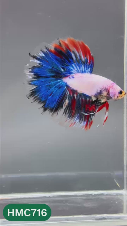 Multicolor Halfmoon Male Betta Fish | High Grade | Order Directly From Farm |  You Pick Fish |