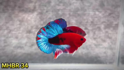 Hellboy Plakat Male Betta Fish | Order Directly From Farm | You Pick Fish