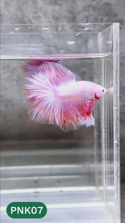 Pink Halfmoon Male Betta Fish | You Pick Fish | Order Directly From Farm