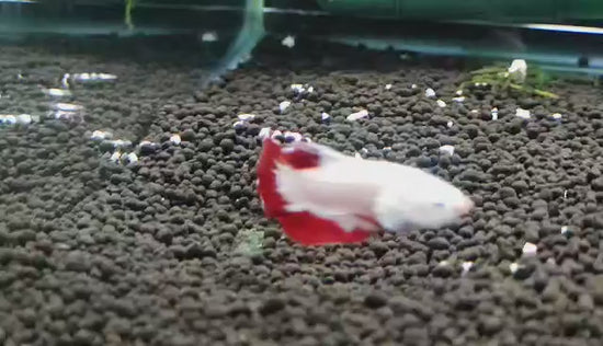 Snow Dragon Plakat Male Betta