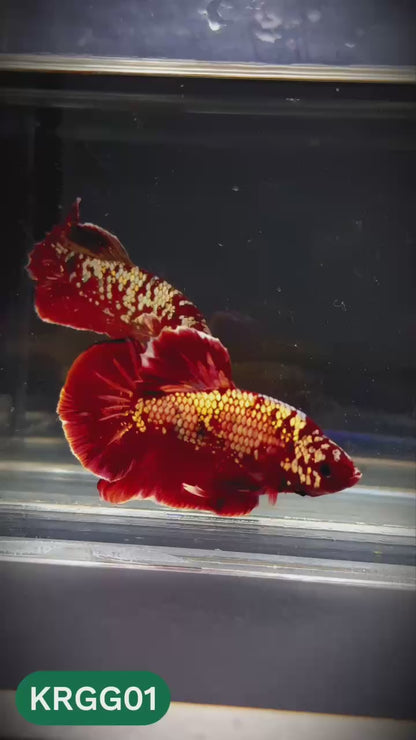 Golden Star Dust Galaxy Plakat Male Betta Fish | Super Rare | You Pick Fish