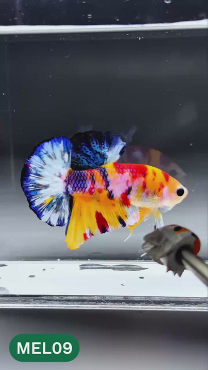 Multicolor Metallic Plakat Male Betta Fish | You Pick Fish | Exclusive Grade
