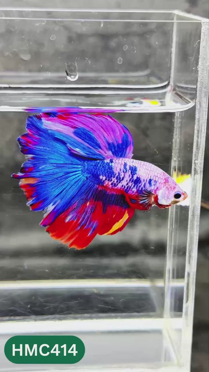 Multicolor Halfmoon Male Betta Fish | Order Directly From Farm | You Pick Fish