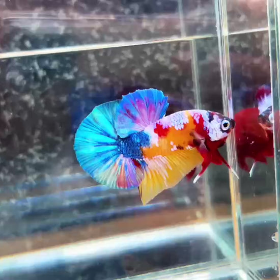 Multicolor Plakat Male Betta High Grade | Buy 4 Get 1 Free | Mystery Betta