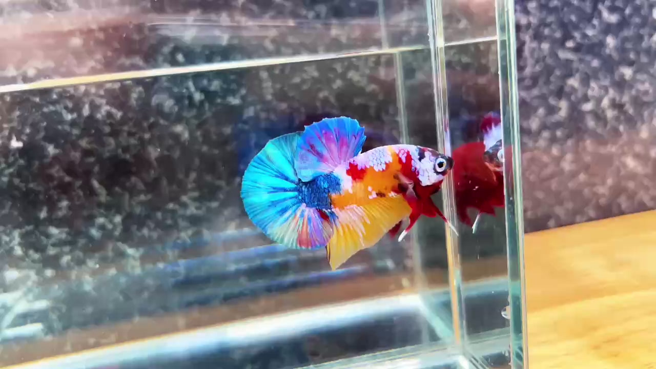 Multicolor Plakat Male Betta High Grade | Buy 4 Get 1 Free | Mystery Betta