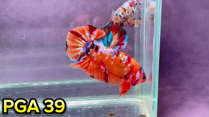 King Giant Plakat Male Betta Fish | You Pick Fish | High Grade