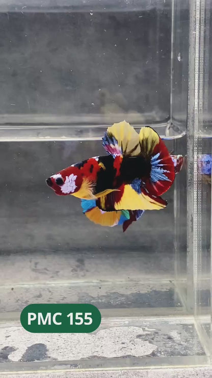 Multicolor Plakat Male Betta Fish |Show Grade|  You Pick Fish