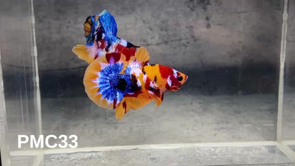 Multicolor Plakat Male Betta Fish |Show Grade|  You Pick Fish