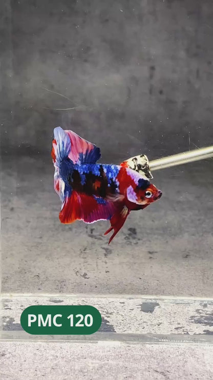 Multicolor Plakat Male Betta Fish |Show Grade|  You Pick Fish